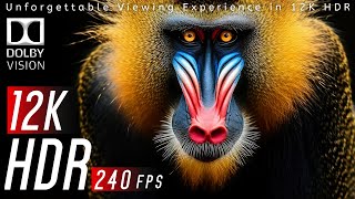 The Best Dolby Vision HDR 12K 240fps - Dolby Atmos