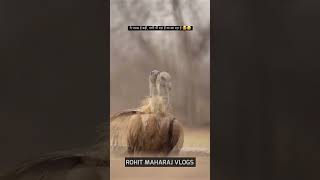 Vulture, gindh , birds #bhuj #bhujcity #gujarat #shortvideo