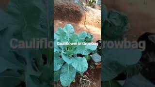 Cauliflower growing in Grow bags #cauliflower #growbag #shorts