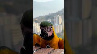 ببغاء بدون منقار 😭😭😭😭 #moshab_vlog #سوق_قريعة_للطيور #parrot #سوق_طيور_طنجة #ببغاء_يتكلم