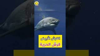 القرش الأبيض ، قرش الحرية! #حيوانات #animals #الحيوان #حيوان #قرش#حوت #دلفين#سمك #اسماك #whiteshark