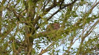 Tawny Owl Owlet