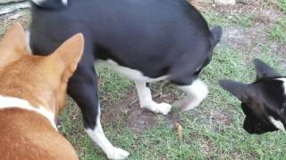 Basenjis playing with a glass lizard