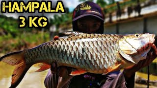 TERNYATA DI SINI SARANG IKAN HAMPALA BESAR JORAN DI TARIK HAMPIR PATAH