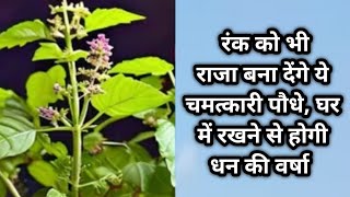 चमत्कारी पौधे घर में रखने से होगी धन की वर्षा #trending #viralyoutubevideo #viralvideo