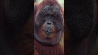 Orangutan