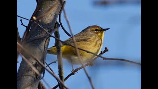 PALM WARBLER, MYSTIC LAKES, WED.  APR.  17, 2024 2069 8128 8132