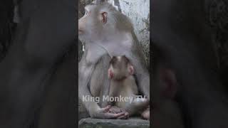 Monkey funny videos #1333 #babymonkey #shortvideo #short #viral #monkey #reels2023