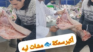 مشات ليه من المحل أكبر سمكة 🐟 فطنجة