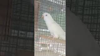 Albino Monk Parakeet | very beautiful 😍