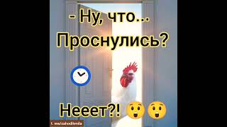 Доброго вам утра! 😊#утро#прикол#смешное#интересное#петух#будильник#