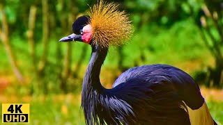 Birds 4k: The most amazing birds of the world/Birds of Rainforest/Nature Film & Nature Sounds