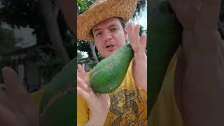 Как правильно проверять авокадо в Венесуэле? 🤗🥑