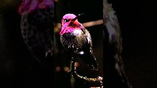 Anna's Hummingbird at a dark and rainy day at my yard. #hummingbird #wildbirds