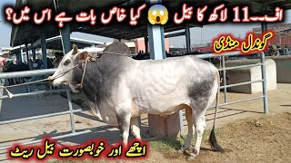 Top Class Very Beautiful Bulls Latest Prices On Gondal Maweshi Mandi By My Life Channel