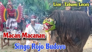 Macan Macanan Singo Rojo Budoyo Live Tabumi Leces