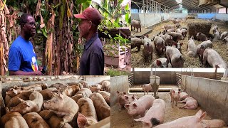 I OWN 5,OOO PIGS: LEARN HOW TO START PIG FARMING AT LESS COST FROM ELDER COLLINS MINNAH