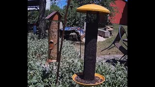 South Jersey Bird Cam. LIVE! 8-29-24 8a-8p