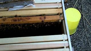 Installing honey bees in the backyard hive