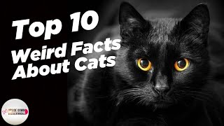 Top 10 Weird Facts About Cats