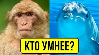 10 САМЫХ УМНЫХ ЖИВОТНЫХ!