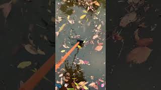 Leaf 🍂 blocked drain 🤯#satisfying #asmr #flood #diy #garden #cop28uae