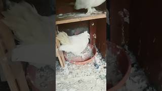 pigeons video#viral#pigeons lover subscribe this video 👍🏻🕊️