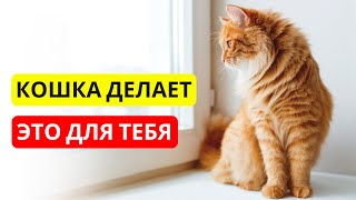 Как КОШКИ ЗАЩИЩАЮТ людей каждый день ❤️