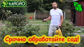 ОБРАБОТКА САДА ПОСЛЕ СБОРА УРОЖАЯ. Чем лучше обработать деревья и кусты от болезней и вредителей.