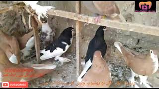 #The #best #view #of our #pigeons for the #first #time #ever jallahfunvlogs#