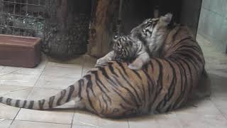 Nachwuchs bei den Sumatra Tiger Kabus und Naga im Naturzoo Rheine