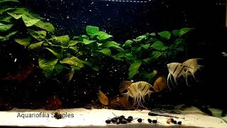 South American cichlids community aquarium ( part 2 )