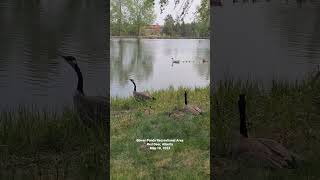 Canada Geese @bowerpondsrec