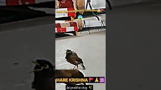 😱 wait for end 😍 #love #harekrishna #birdsounds #hindugod #jgd #hindudeity #vtuber #ytshort#ytshort