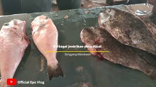 aktivitas penjual ikan sanggeng Manokwari#officialepovlog#pasar#penjualikan#manokwari#vlog