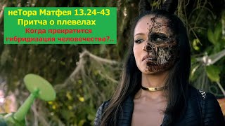 неТора Матфея 13.24-43. Притча о плевелах