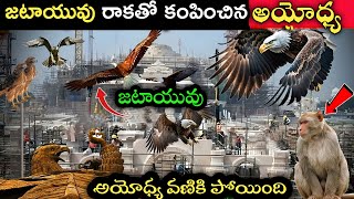 జటాయు రాకతో వణికిపోతున్న అయోధ్య| group of vulture in Ayodhya ! Ayodhya Ram Mandir histor ! ayodhya