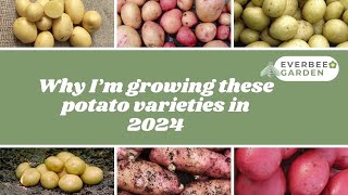 Why I'm growing these potato varieties in 2024 🥔 | GROW MORE IN '24 | EVERBEE_GARDEN