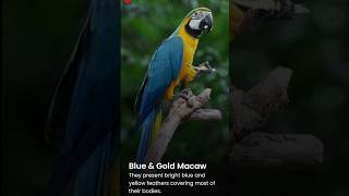 Top 7 Most Vibrant Parrot Species Around the Globe #facts #birds #parrot