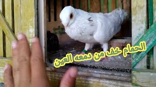 تعالو شوفو الحمام بعد العلاج وده السر مع|#قناه_احمد_هاني_عاشق_الحمام