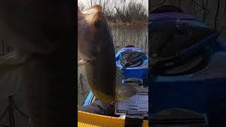 Practicing CPR catch photo release #bassfishing #fishing #yakrods #teamyakrods #kayakanglertough