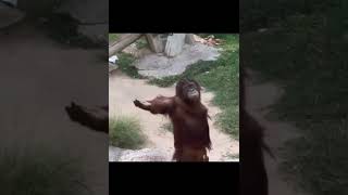 Affe Monkey #monkeys #monkey #lughing #laugh #pranks #prank