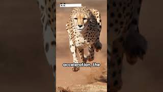 Cheetah Tactics: The Art of the Hunt