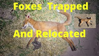 Trapping Foxes