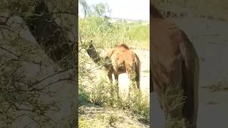 Desert Feast: Watch as Camels Devour Trees in Seconds!"🌲🐪 #camelFeast #DesertDining #GrazingGiants