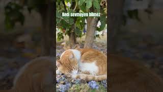 Kedi sevmeyen bilmez #sokakkedisi #cat #keşfet #fyp #kediaşkı