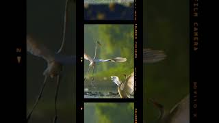 "Egret in Flight"#shorts#youtubeshorts #viral#shortsvideo#ytshorts #shortsyoutube#egret#viralshorts