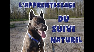 Cynotech - apprentissage du suivi naturel - chien détaché en ballade -