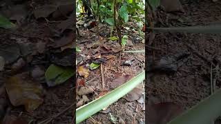 kacamata dari daun nanas | mainan JADUL