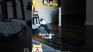 Cute animals - Funny actions